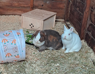 The rabbits at Autumn house